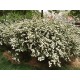 Kinosangervo (Spiraea × vanhouttei)