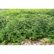 Seppelvarpu ’Crispa’ (Stephanandra incisa 'Crispa')
