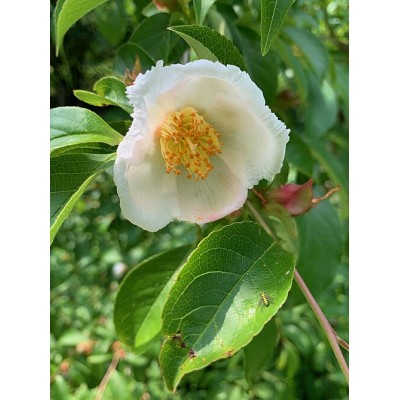 Nokkakesäkamelia (Stewartia rostrata) Nokkakesäkamelia (Stewartia rostrata)