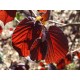 Turkinpähkinäpensas ’Te-Terra-Red’ (Corylus colurna ’Te-Terra-Red’)