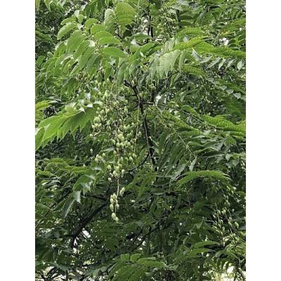 Kiinantoonapuu (Toona sinensis) Kiinantoonapuu (Toona sinensis)