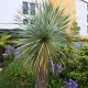 Säiläjukka 'Sapphire Skies' (Yucca rostrata 'Sapphire Skies')