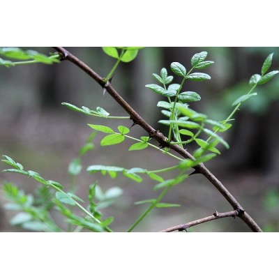 Amerikanlimopuu (Zanthoxylum americanum) Amerikanlimopuu (Zanthoxylum americanum)