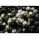 Valkoalppiruusu 'Cunningham’s White' (Rhododendron (CC) 'Cunningham’s White' )