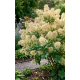 Peruukkipensas ’Kanari’ (Cotinus coggygria ’Kanari’)