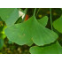 Neidonhiuspuu (Ginkgo biloba)