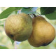 Päärynäpuu 'Stolitshnaja' (Pyrus communis)