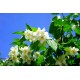 Pihajasmike (Philadelphus coronarius) 