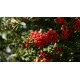 Välimerentulimarja (Pyracantha coccinea)