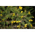 Euroopanpiikkiherne (Ulex europaeus) 